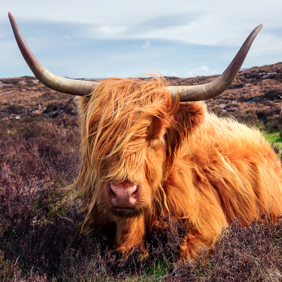 Highlander Hampers - Scottish Food